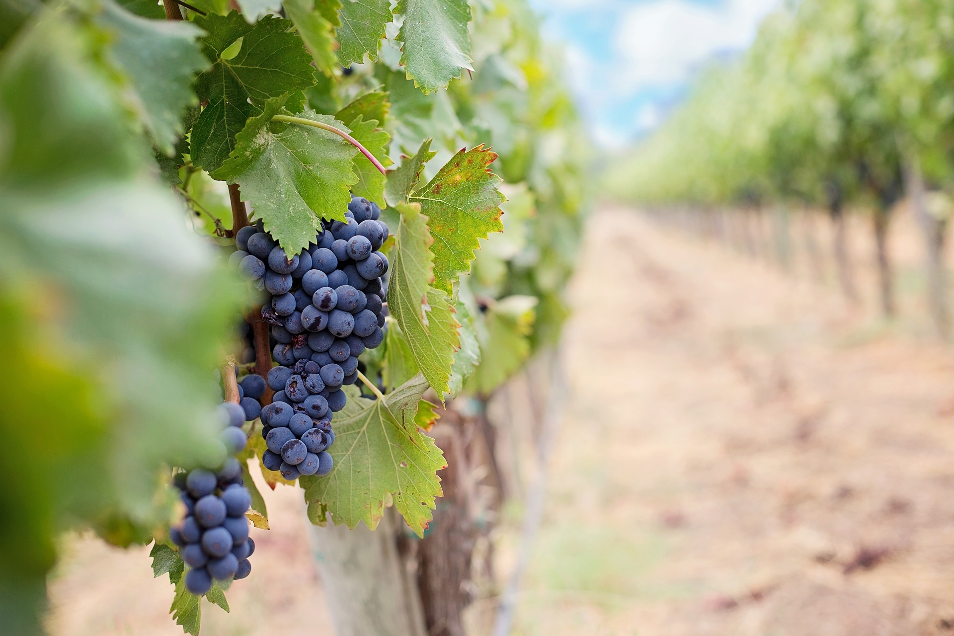 Learn about the best wineries to drink at with our guide to Fredericksburg, TX