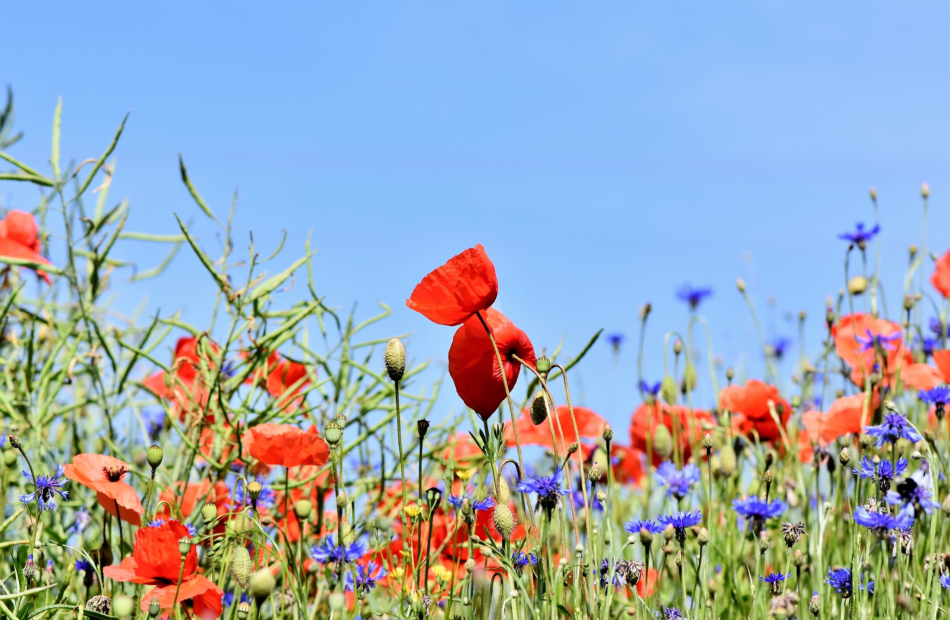See the wildflowers with the help of our guide to Fredericksburg, TX