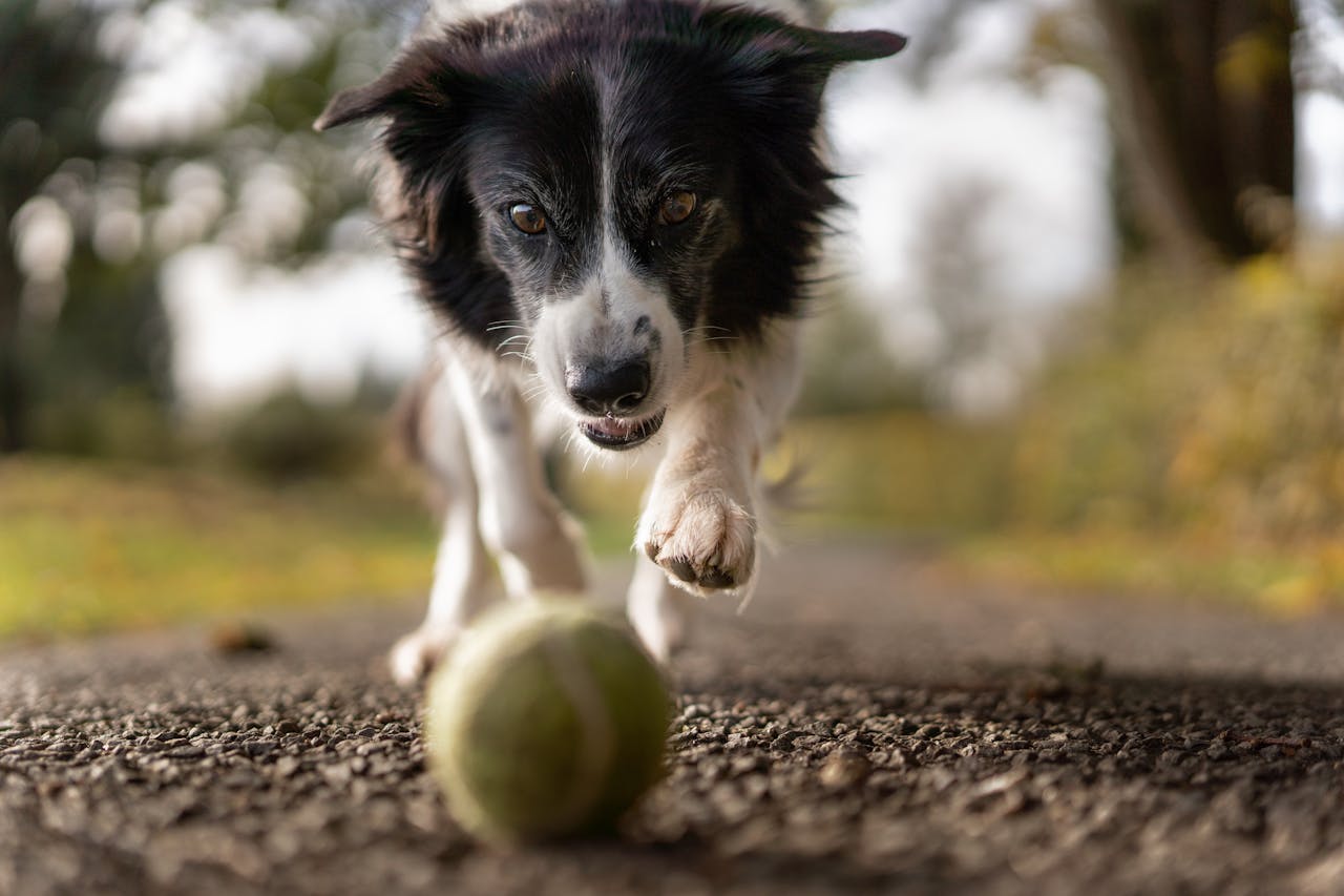 A dog chasing a tennis ball