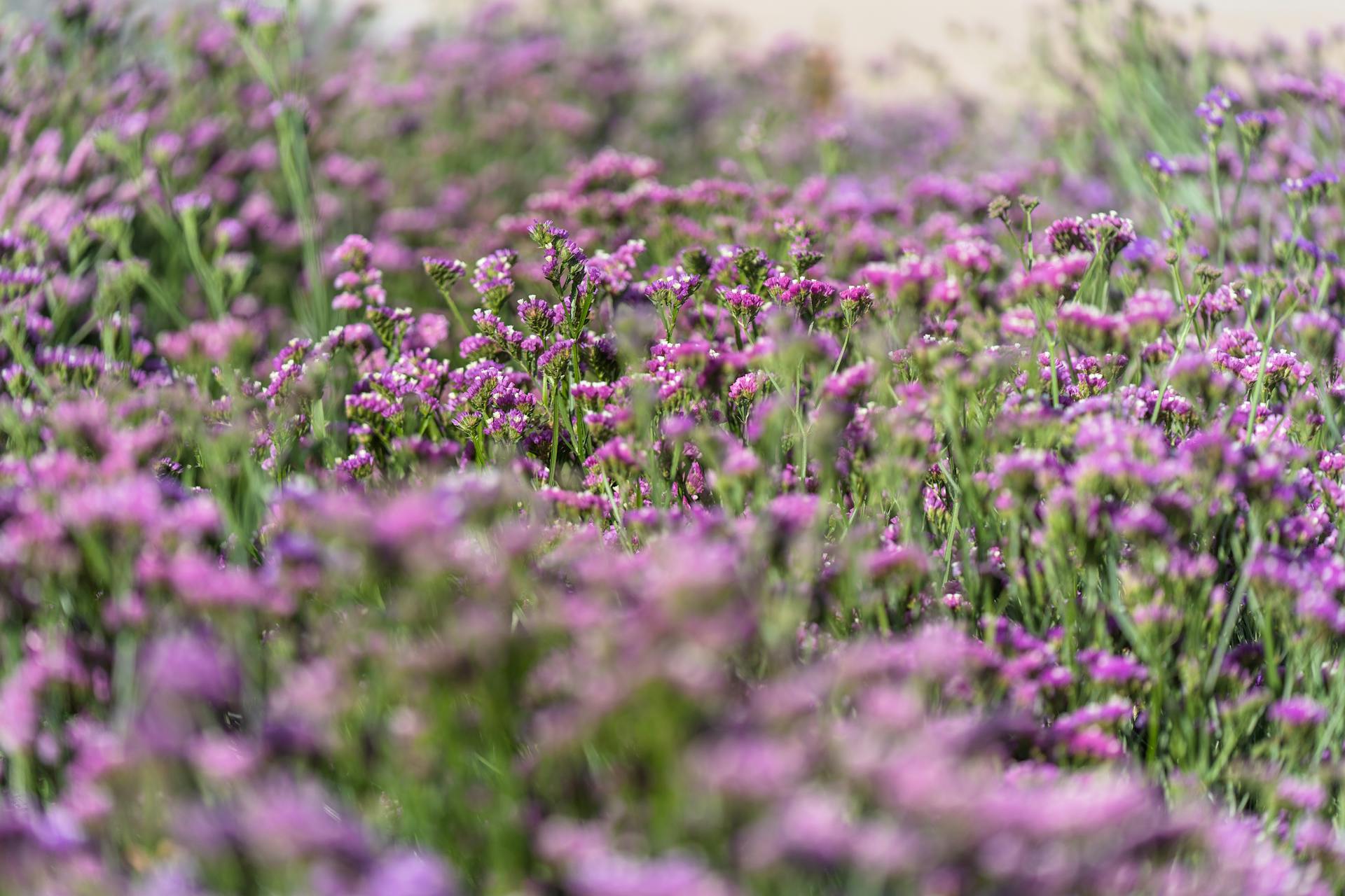 Plan Ahead for an Epic 2026 Vacation in Fredericksburg, TX