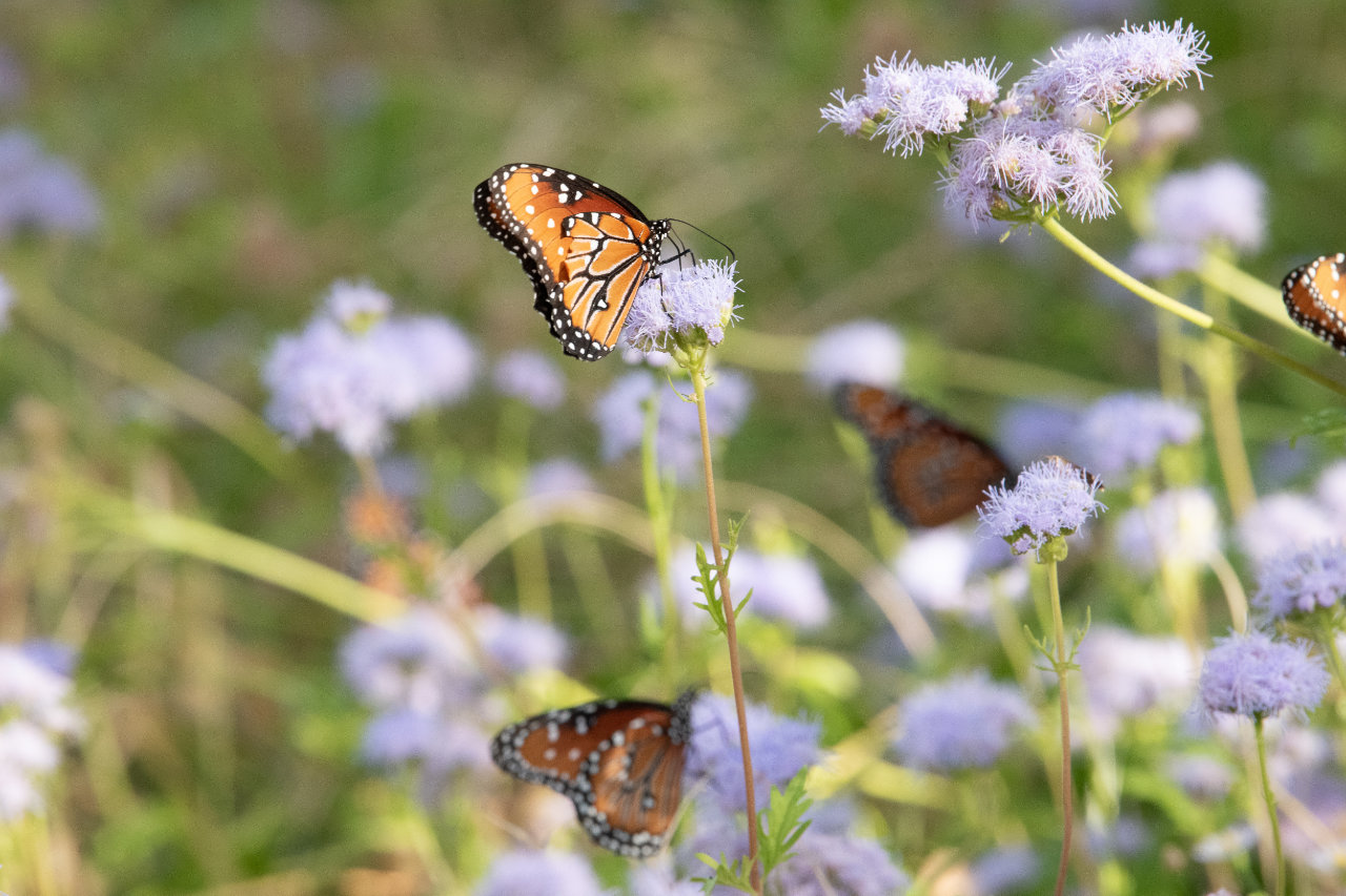 Explore photography spots in Fredericksburg, TX