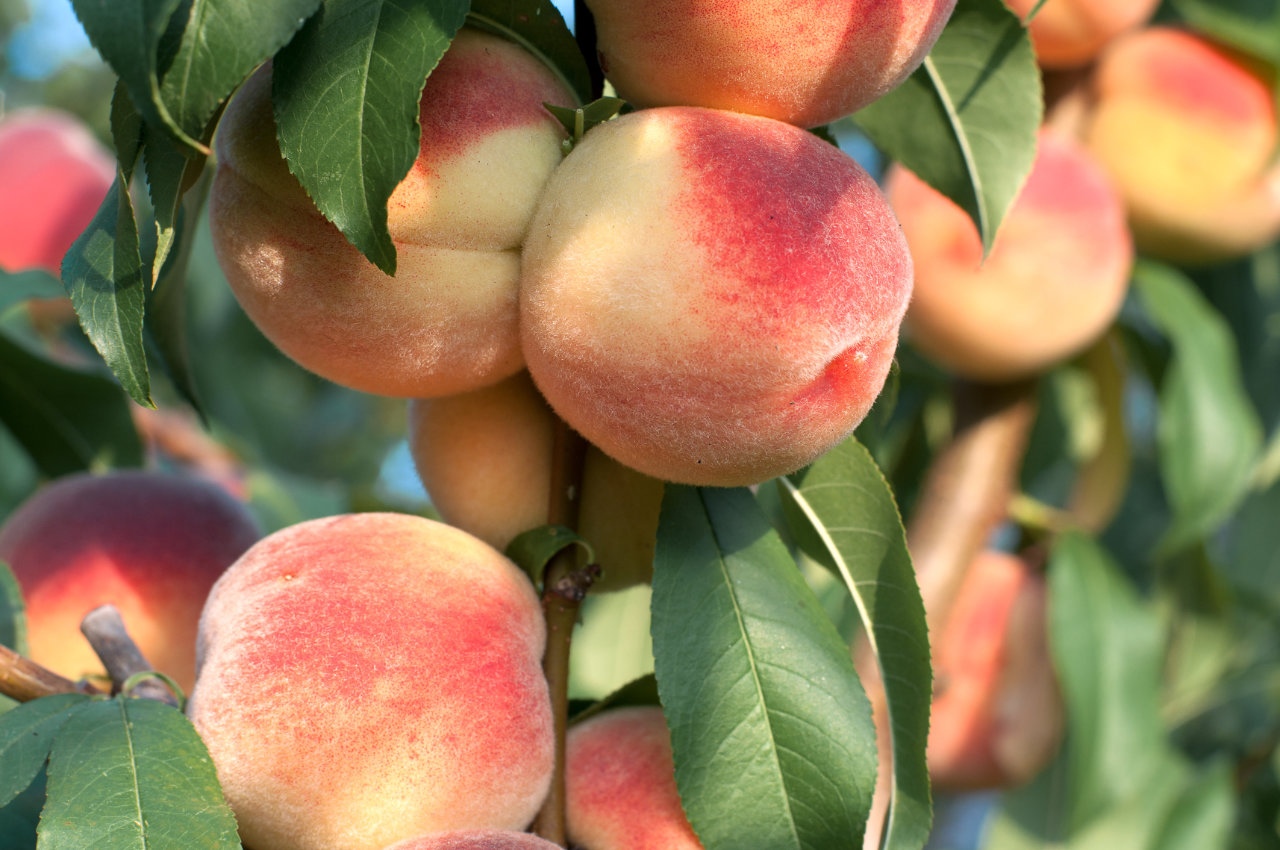 a view of a peach tree