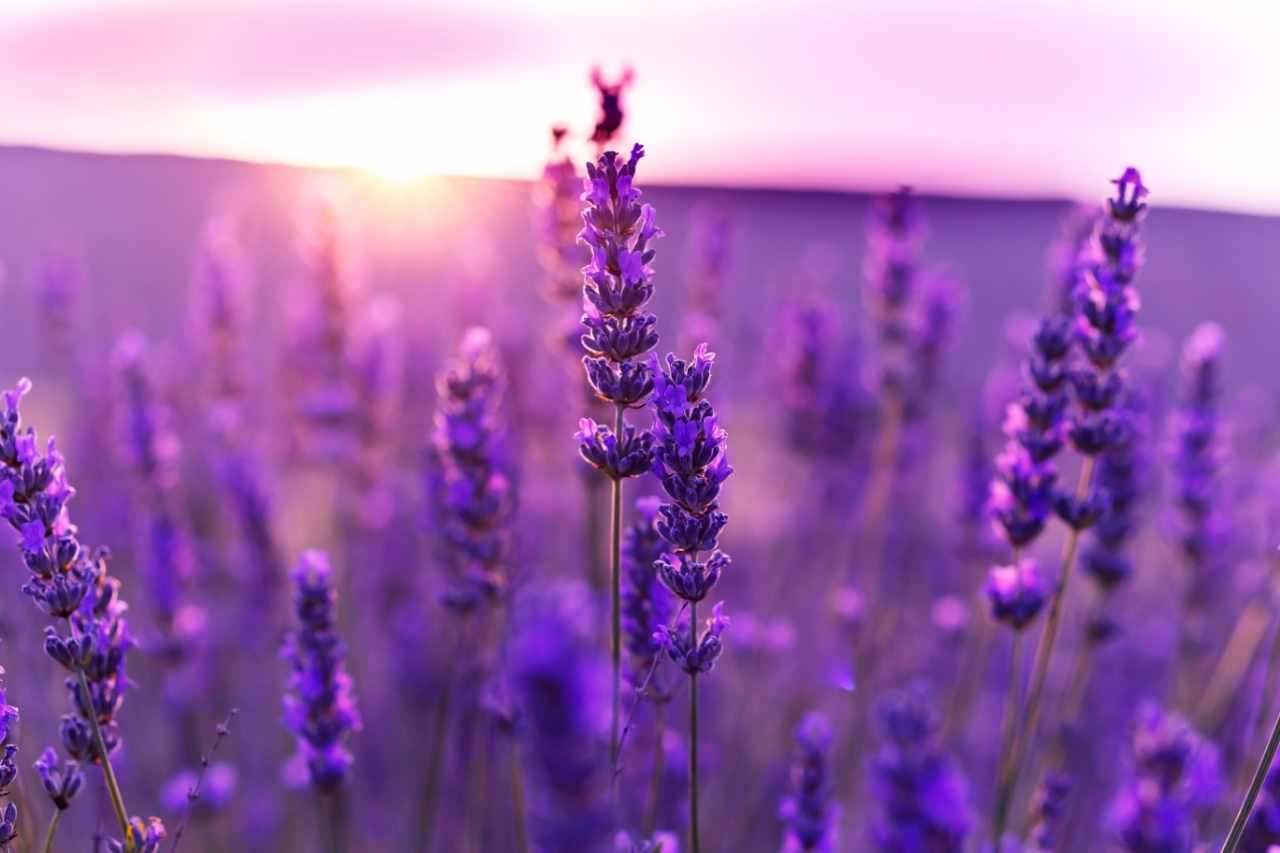 a field full of lavender