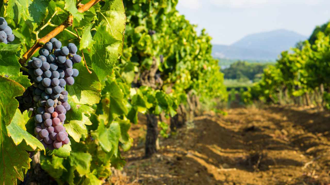 a view of a wine vineyard