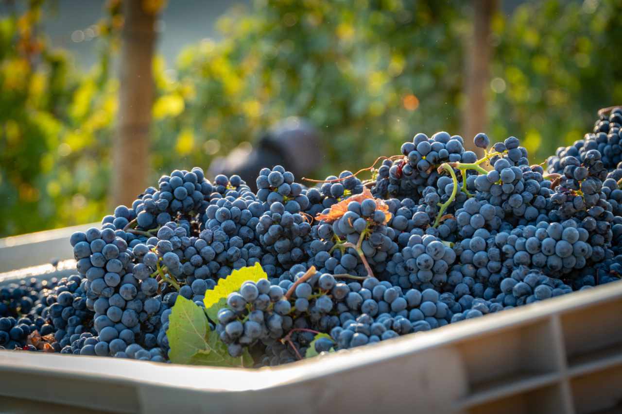 a barrel full of wine grapes